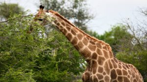 Girafe mangeant des feuilles d'acacia dans la savane africaine