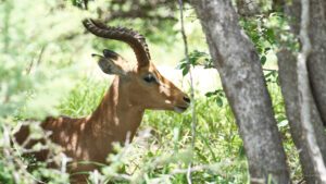 Antilope aux cornes spiralées dans la végétation d'un parc safari africain