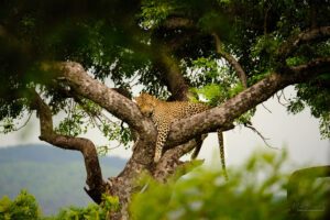 Afrique du sud - Léopard allongé sur une branche d'arbre dans la savane africaine