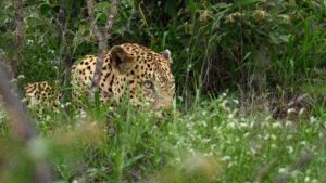 Léopard se déplaçant dans les hautes herbes vertes en Afrique du Sud