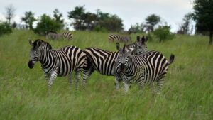 Groupe de zèbres dans la savane herbeuse africaine en safari