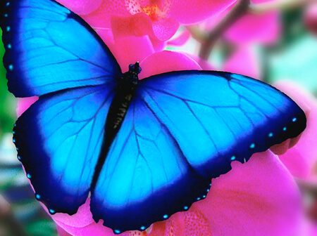Papillon morpho bleu posé sur des fleurs roses au jardin de Güembe, Santa Cruz, Bolivie