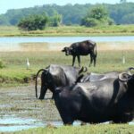 Île de Marajo en Amazonie brésilienne, savanes et buffles au large de l'estuaire
