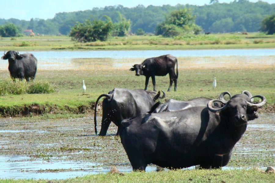 Île de Marajo en Amazonie brésilienne, savanes et buffles au large de l'estuaire