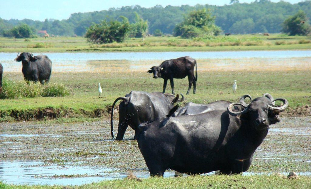Île de Marajo en Amazonie brésilienne, savanes et buffles au large de l'estuaire