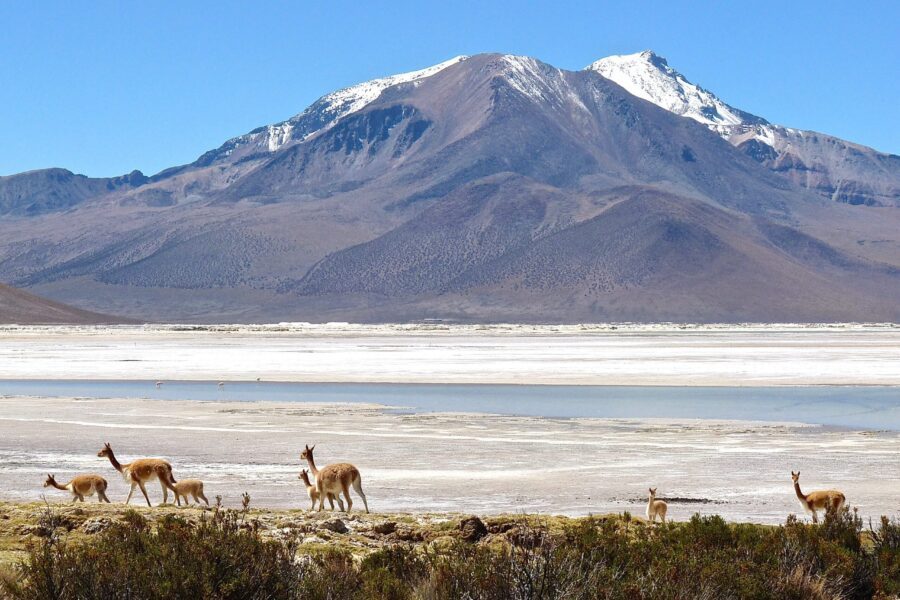 Hauts plateaux désertiques de l'Altiplano chilien, entre Atacama et Putre