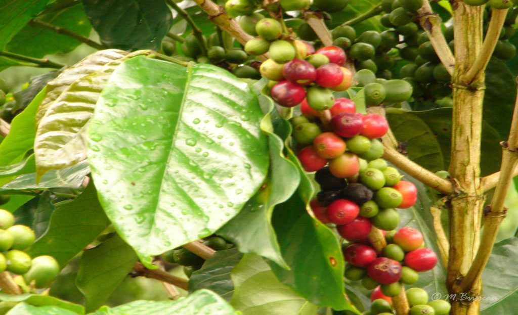 Cerises de café mûrissantes sur un caféier dans la Région du Café, Colombie