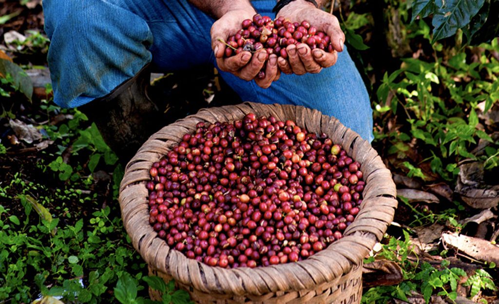 Récolteur montrant des cerises de café mûres au-dessus d'un panier, Vallée Centrale du Costa Rica