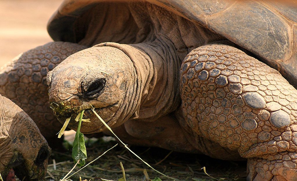 Tortue géante des Galápagos mangeant des feuilles en gros plan, Equateur
