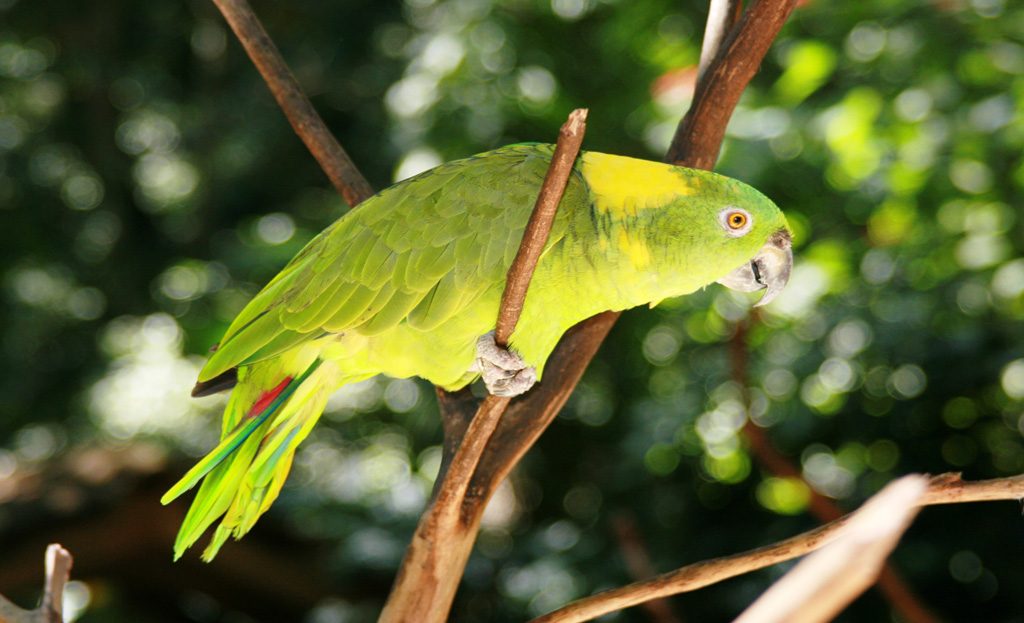Perroquet amazone vert perché sur une branche dans la forêt du Honduras, près de Pico Bonito