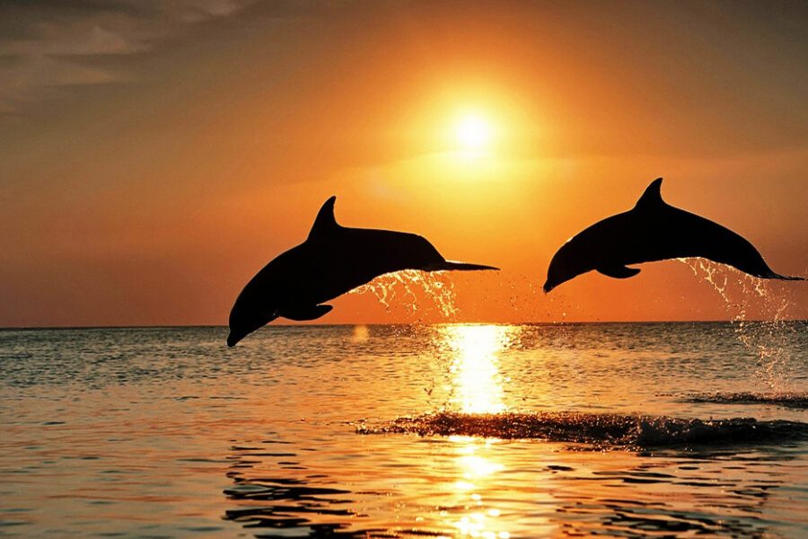Deux dauphins bondissant hors de l'eau au coucher du soleil, îles de la Bahia, Honduras