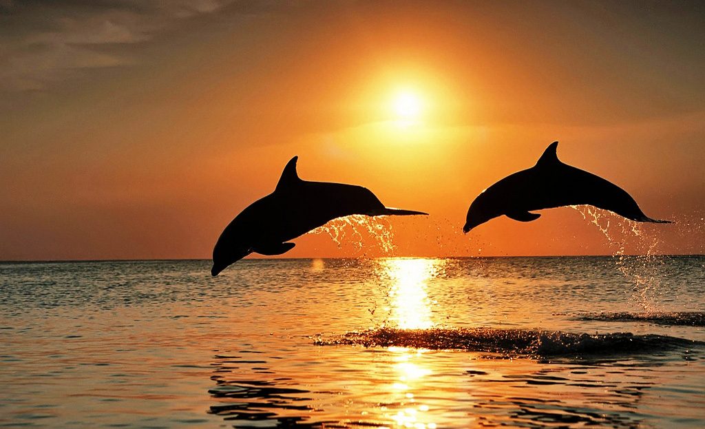 Deux dauphins bondissant hors de l'eau au coucher du soleil, îles de la Bahia, Honduras