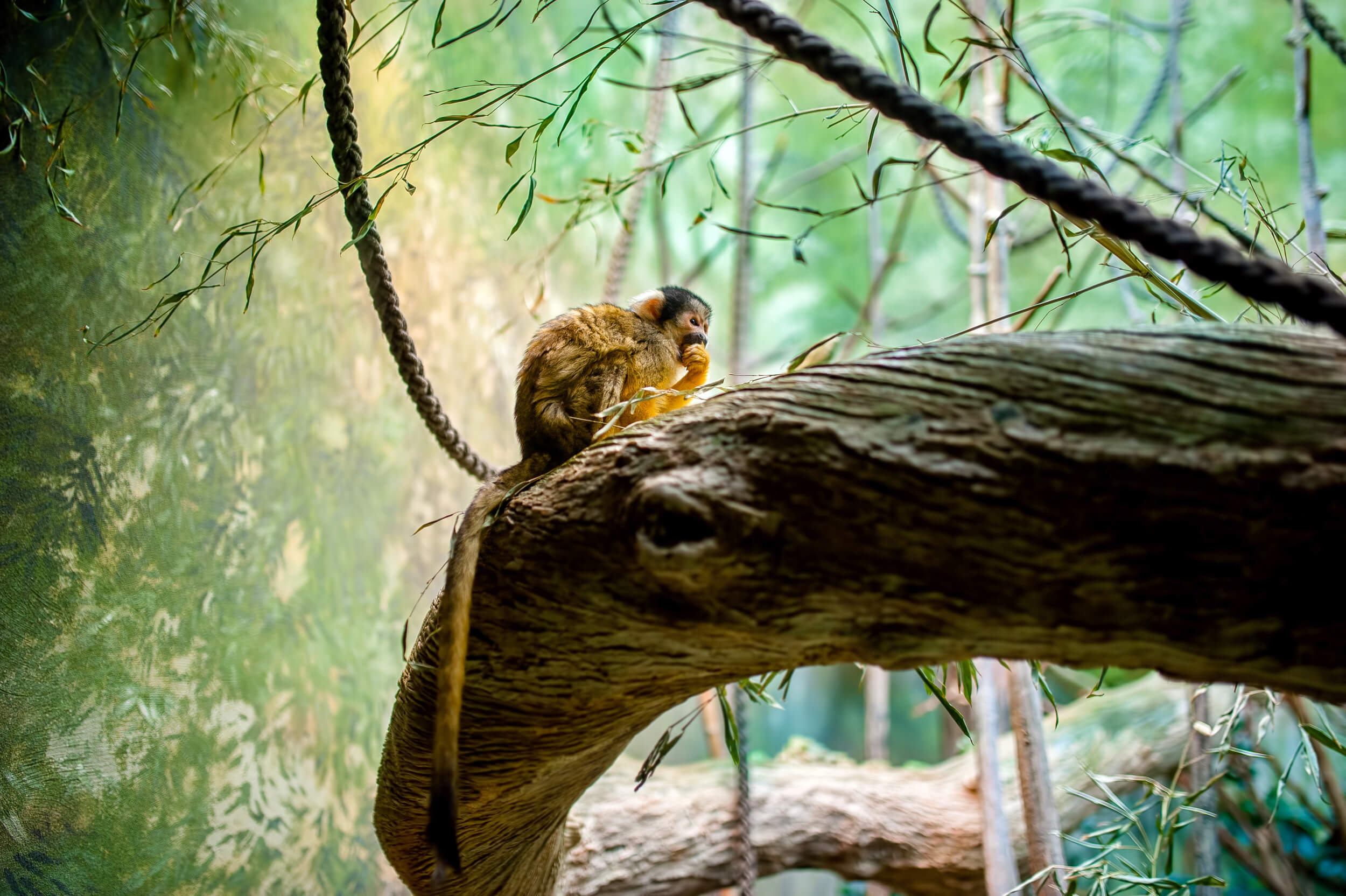 Petit singe sur un tronc d'arbre