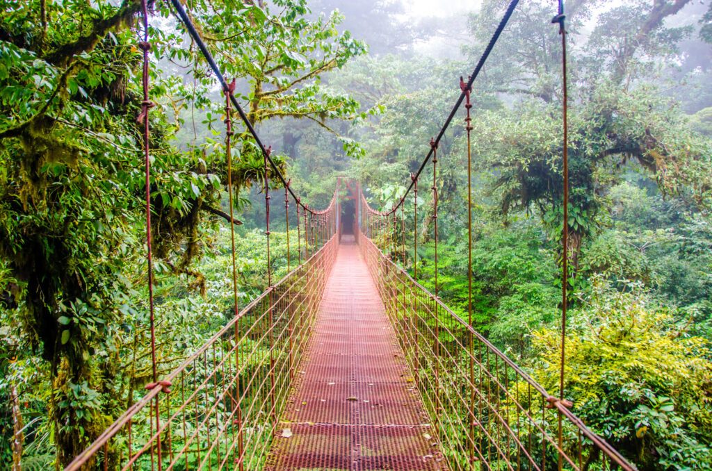 Pont suspendu au-dessus de la canopée de la forêt nuageuse de Monteverde, Costa Rica