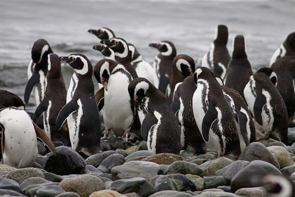 Colonie de manchots de Magellan sur Isla Magdalena près de Punta Arenas, Chili