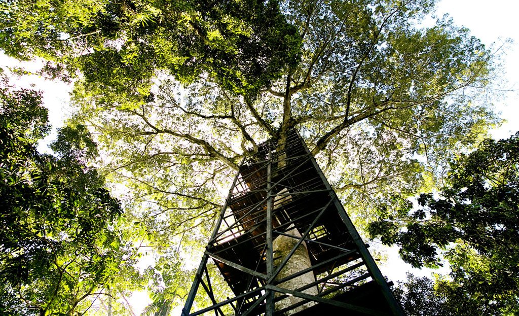 Vue en contre-plongée d'une tour métallique grimpant à travers la canopée amazonienne équatorienne