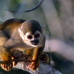 Singe écureuil sur une branche dans la forêt amazonienne d'Equateur, parc national Yasuni