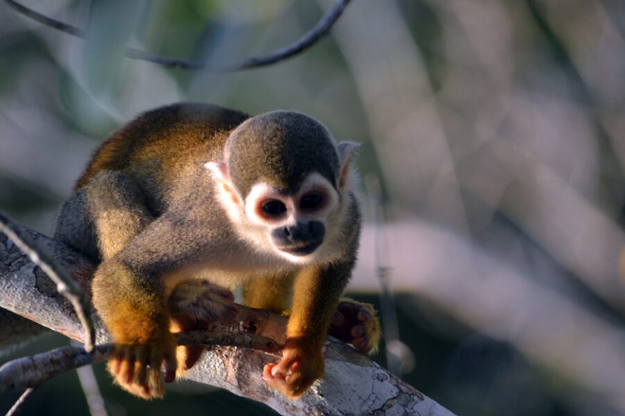 Singe écureuil sur une branche dans la forêt amazonienne d'Equateur, parc national Yasuni
