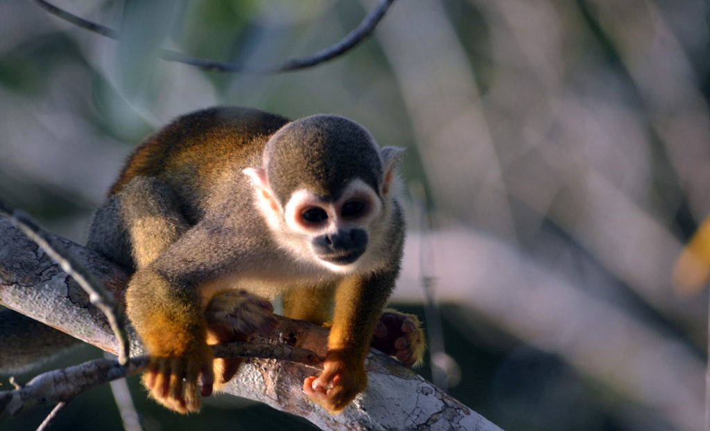 Singe écureuil sur une branche dans la forêt amazonienne d'Equateur, parc national Yasuni