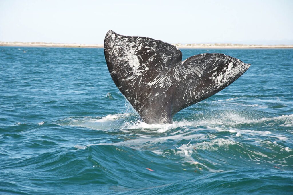 Nageoire caudale d'une baleine grise émergeant de l'océan près de San Ignacio, Mexique