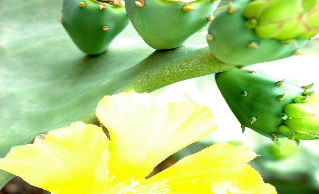Gros plan sur une fleur jaune de figuier de barbarie et ses fruits verts, désert mexicain