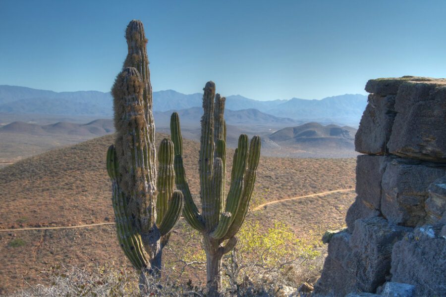 Circuit Mexique – La Basse Californie – Latinexperience
