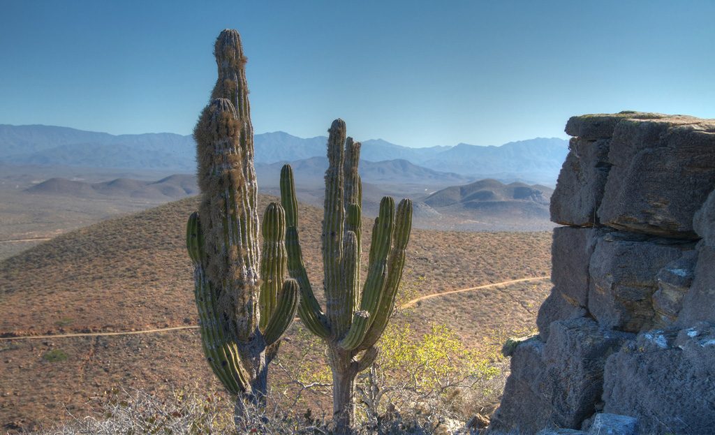 Rochers granitiques et cactus cardón dans le désert de Cataviña, Basse-Californie