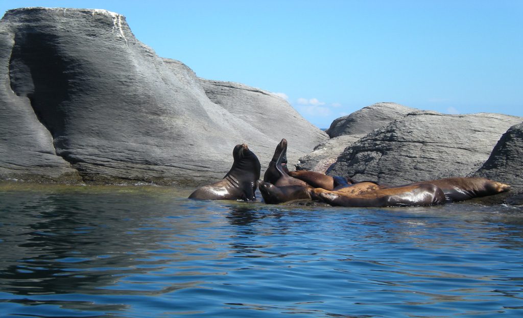 Otaries se reposant sur des rochers, mer de Cortez près de Loreto, Baja California Sur