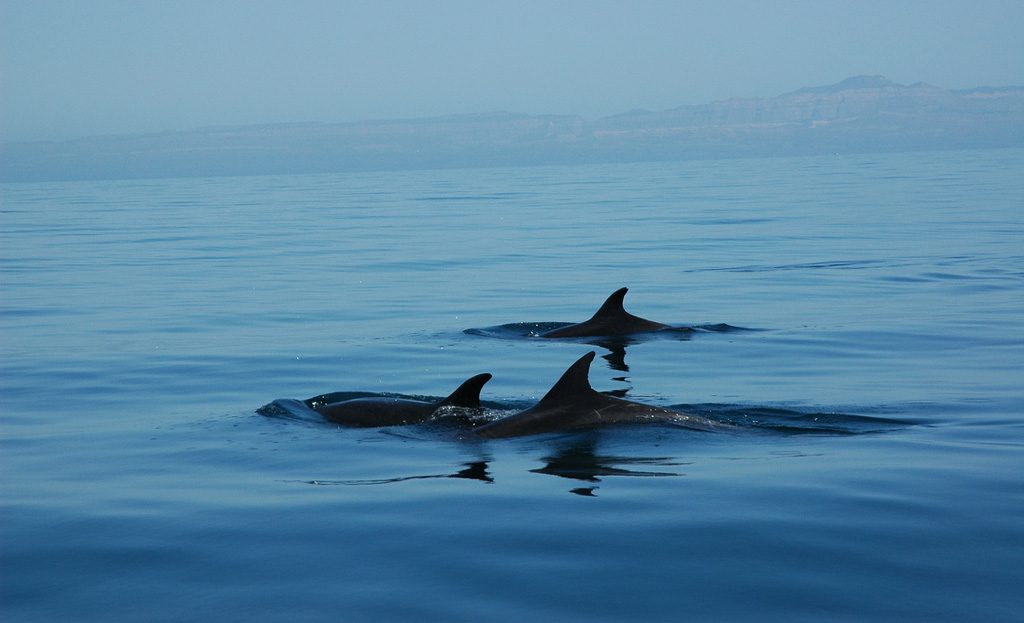 Dauphins nageant au large de la péninsule de Nicoya, Costa Rica