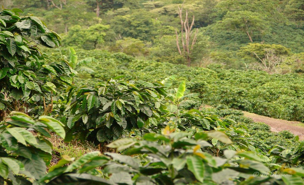 Rangées de caféiers cultivés sur les hauteurs de La Bastilla au Nicaragua