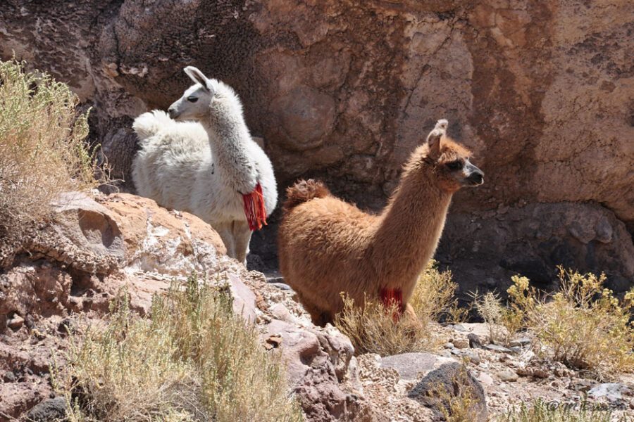 Deux lamas blanc et brun ornés de pompons rouges parmi rochers et broussailles au Pérou