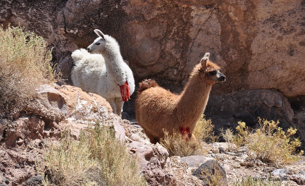 Deux lamas blanc et brun ornés de pompons rouges parmi rochers et broussailles au Pérou