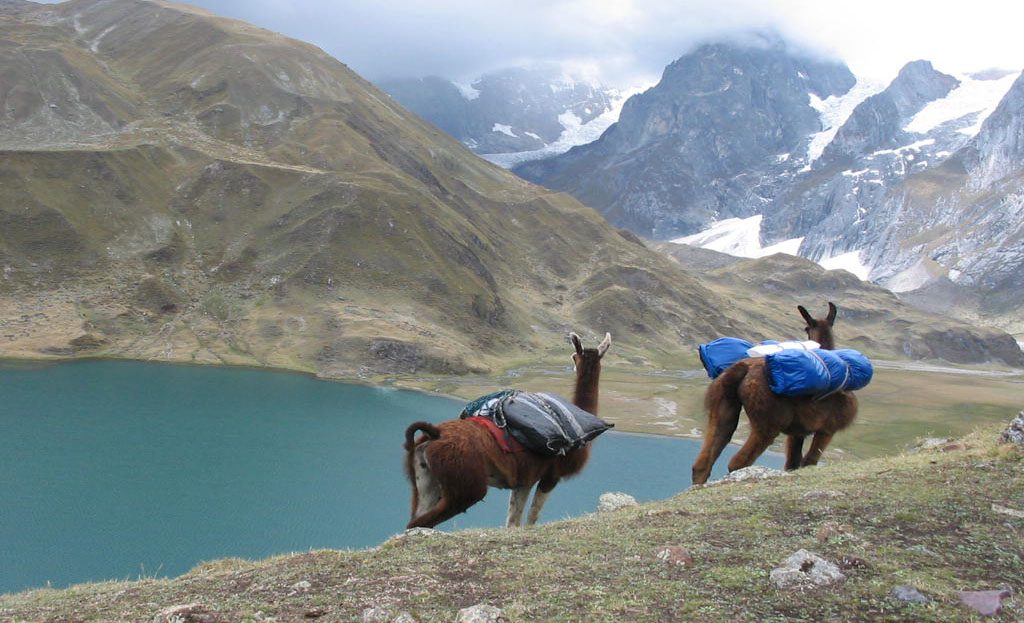 Deux lamas chargés marchant près d'un lac turquoise, montagnes enneigées au Pérou