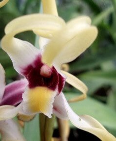 Fleur d'orchidée blanche et pourpre en gros plan près de Boquete, Panama
