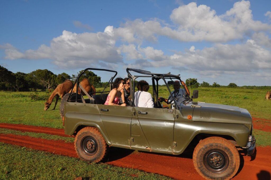 Touristes en jeep observant des dromadaires dans la réserve de Cayo Saetia, Cuba