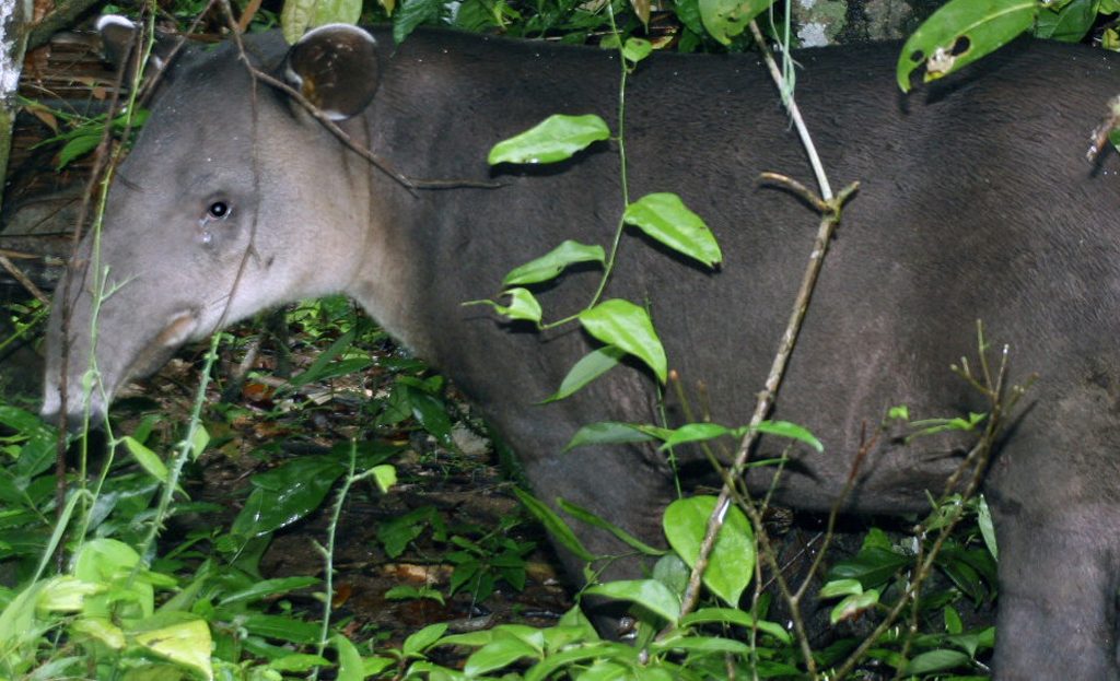 Tapir de Baird dans la végétation dense de la péninsule d'Osa, Costa Rica