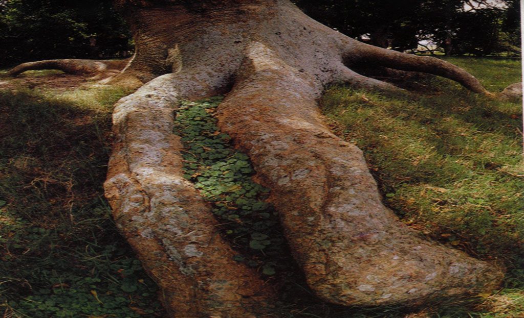 Racines massives et sculpturales d'un ombú isolé sur une pelouse, Rocha, Uruguay