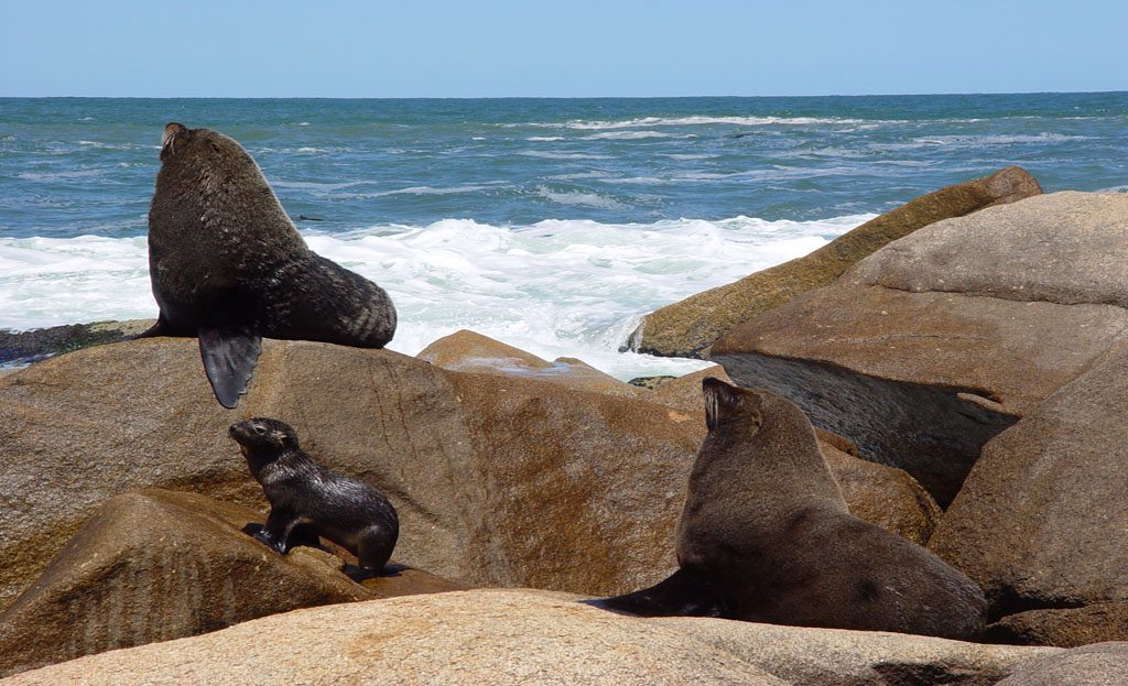 Lions de mer sur des rochers côtiers face à l'océan près de La Pedrera, Uruguay