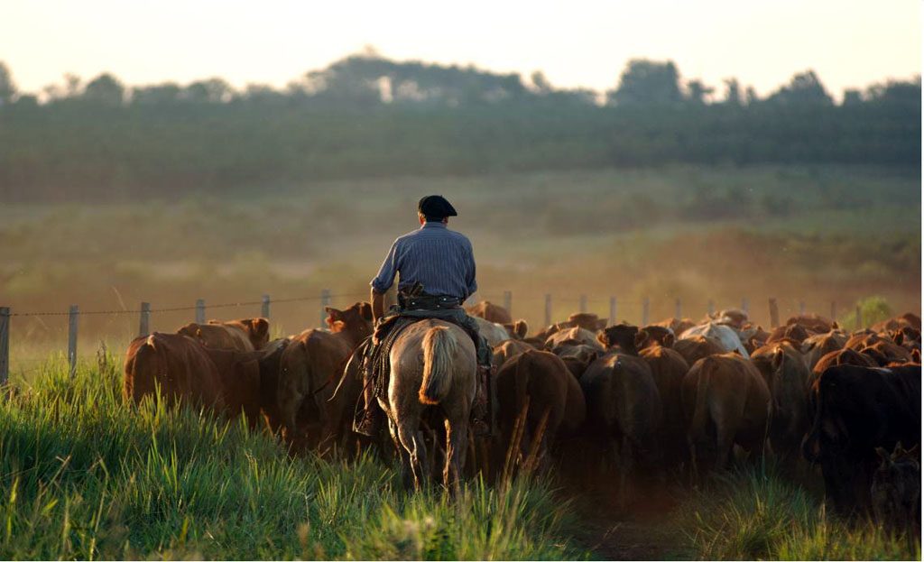 Gaucho à cheval guidant un troupeau dans la campagne de Treinta y Tres, Uruguay