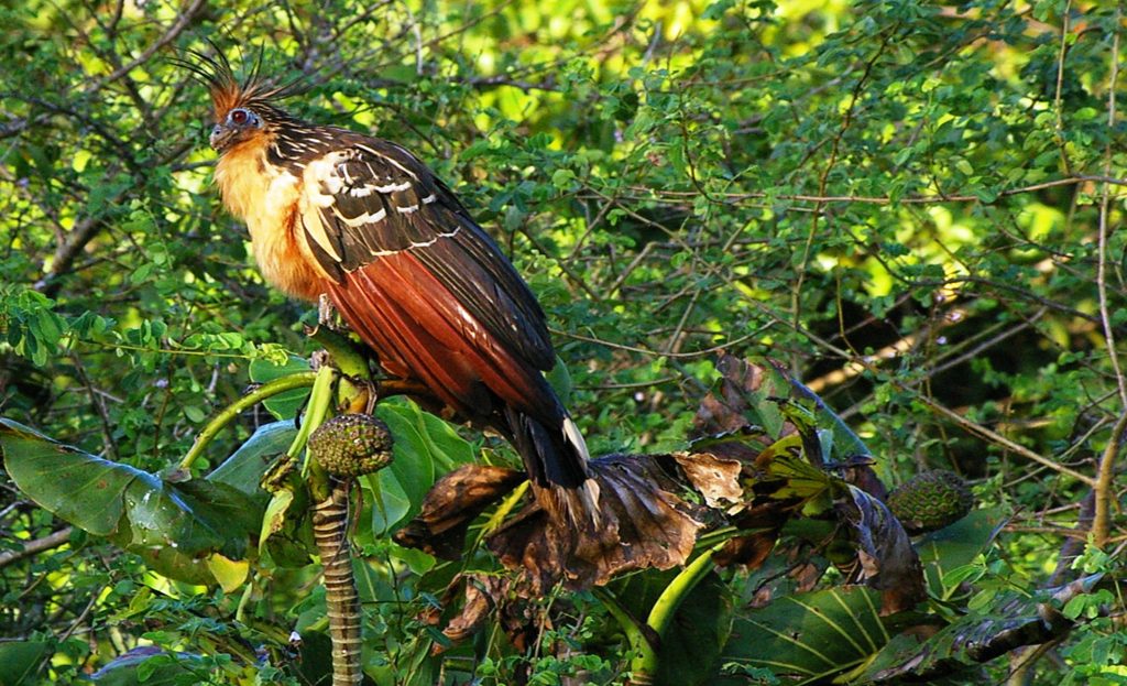 Hoazin huppé perché sur une plante à larges feuilles, delta de l'Orénoque, Venezuela