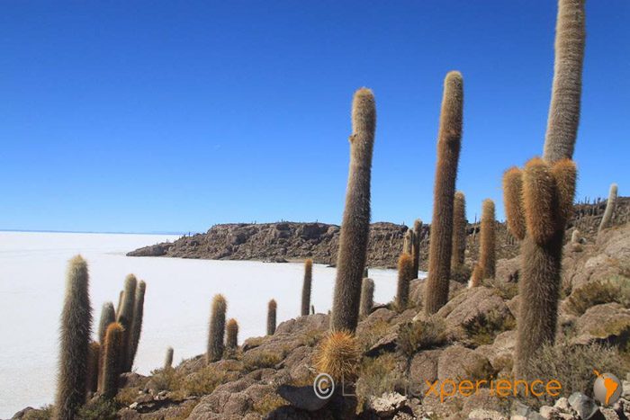 Bolivie - Salar de Uyuni