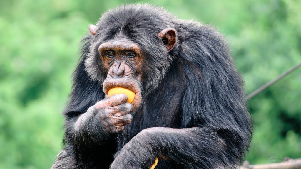 Voyage Afrique du Sud - Chimpanzé, Jane Goodall