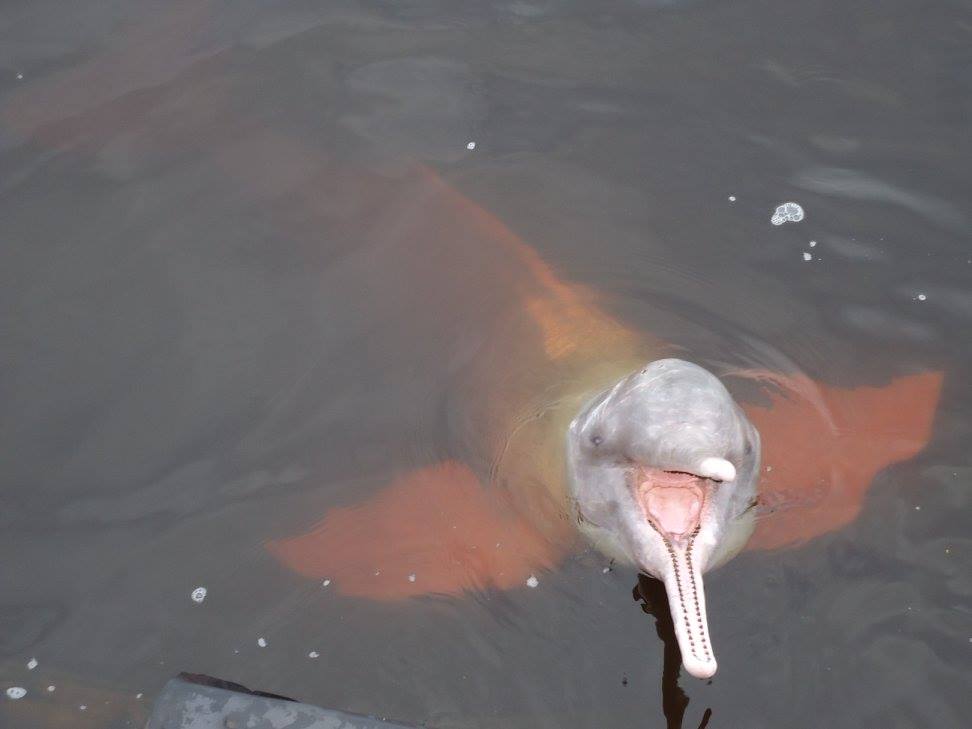 Amazonie - Dauphin rose la tête hors de l'eau