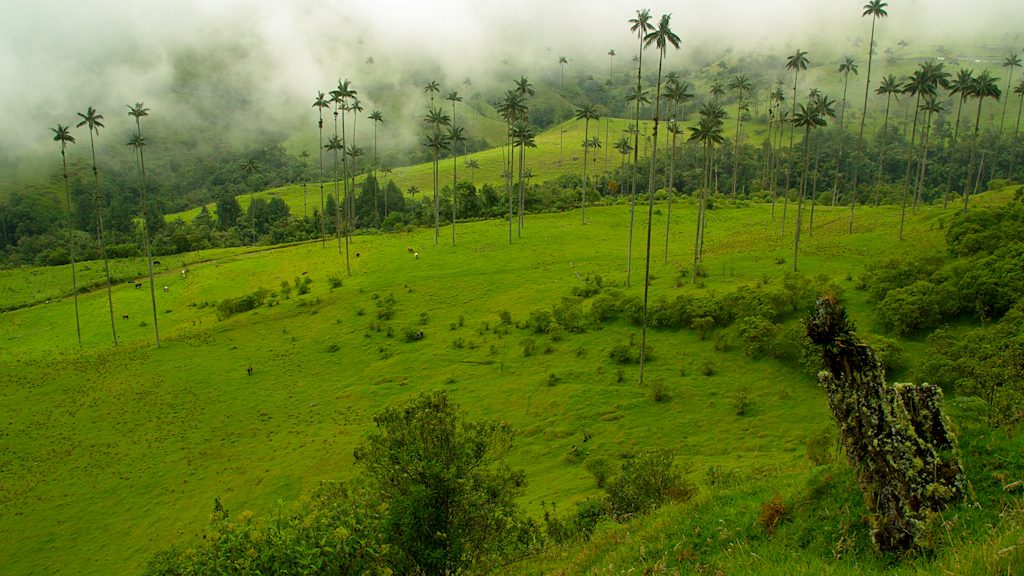 Colombie - Salento