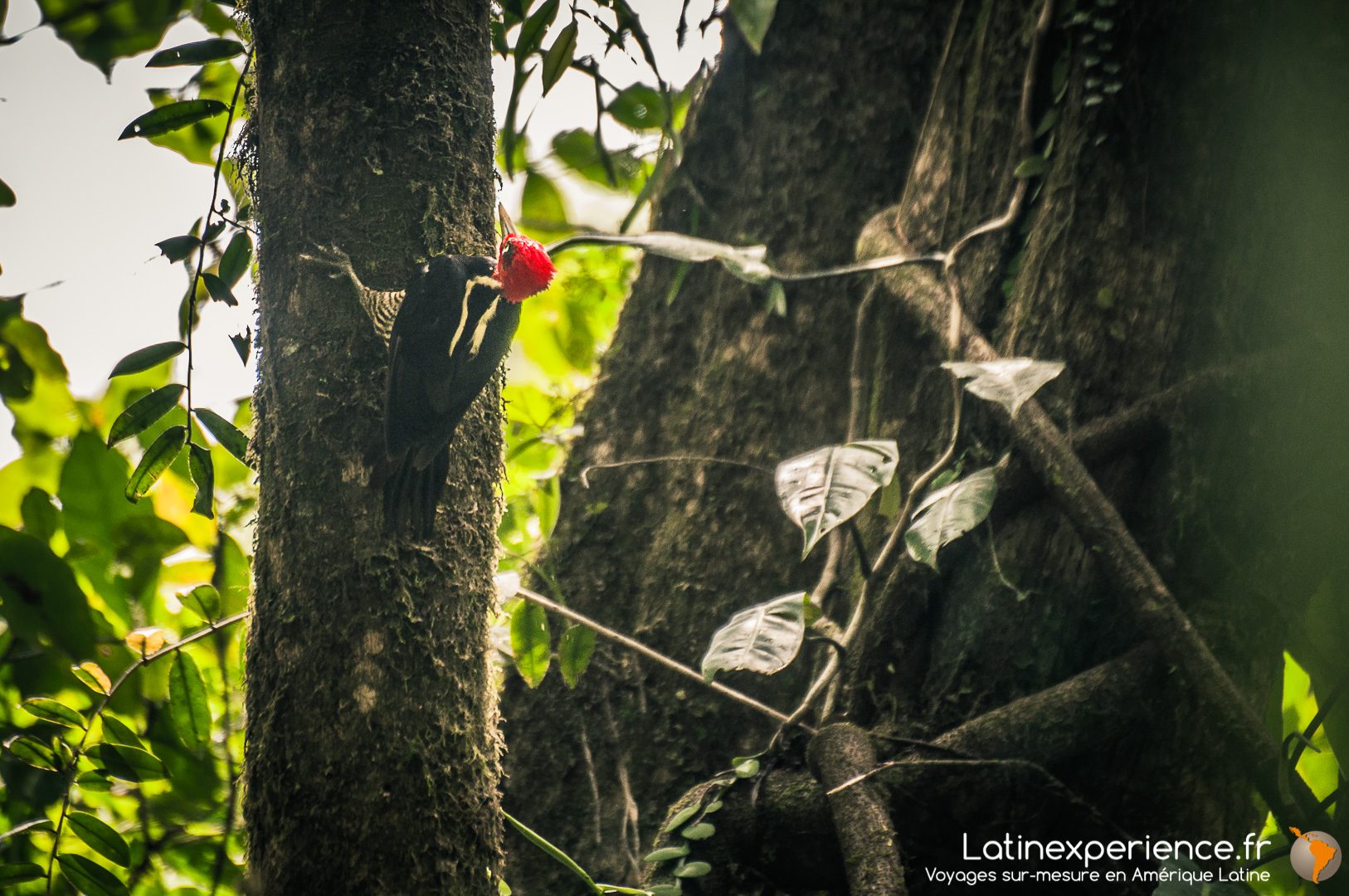Costa Rica - Corcovado - Woody Woodpecker