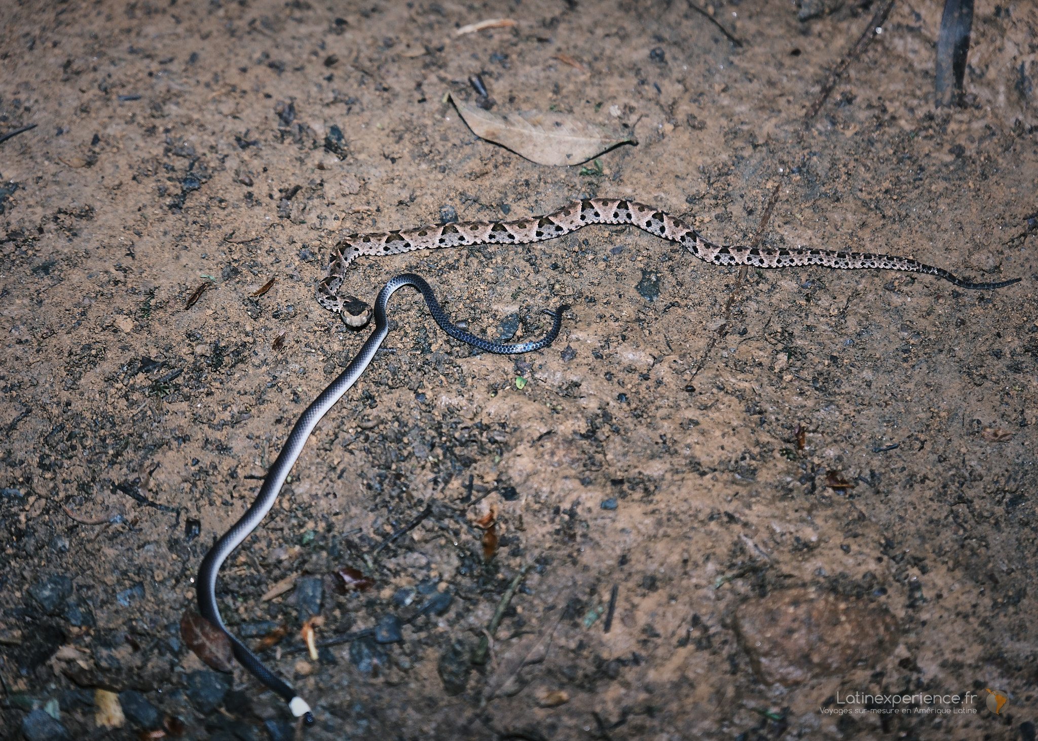 Deux serpents entrelacés sur un sol terreux dans une forêt du Costa Rica