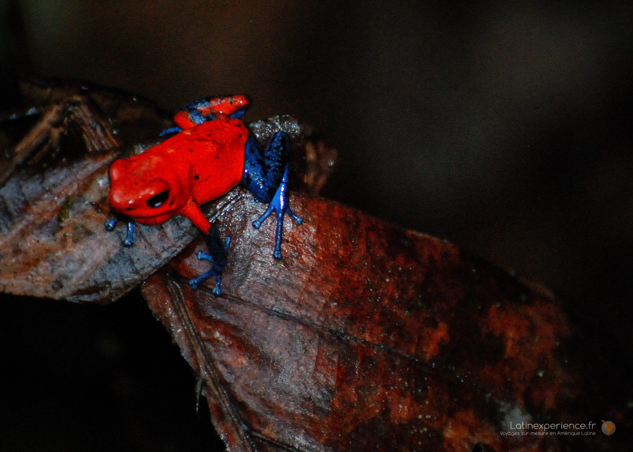 Grenouille rouge et bleue posée sur une feuille brune en forêt tropicale du Costa Rica