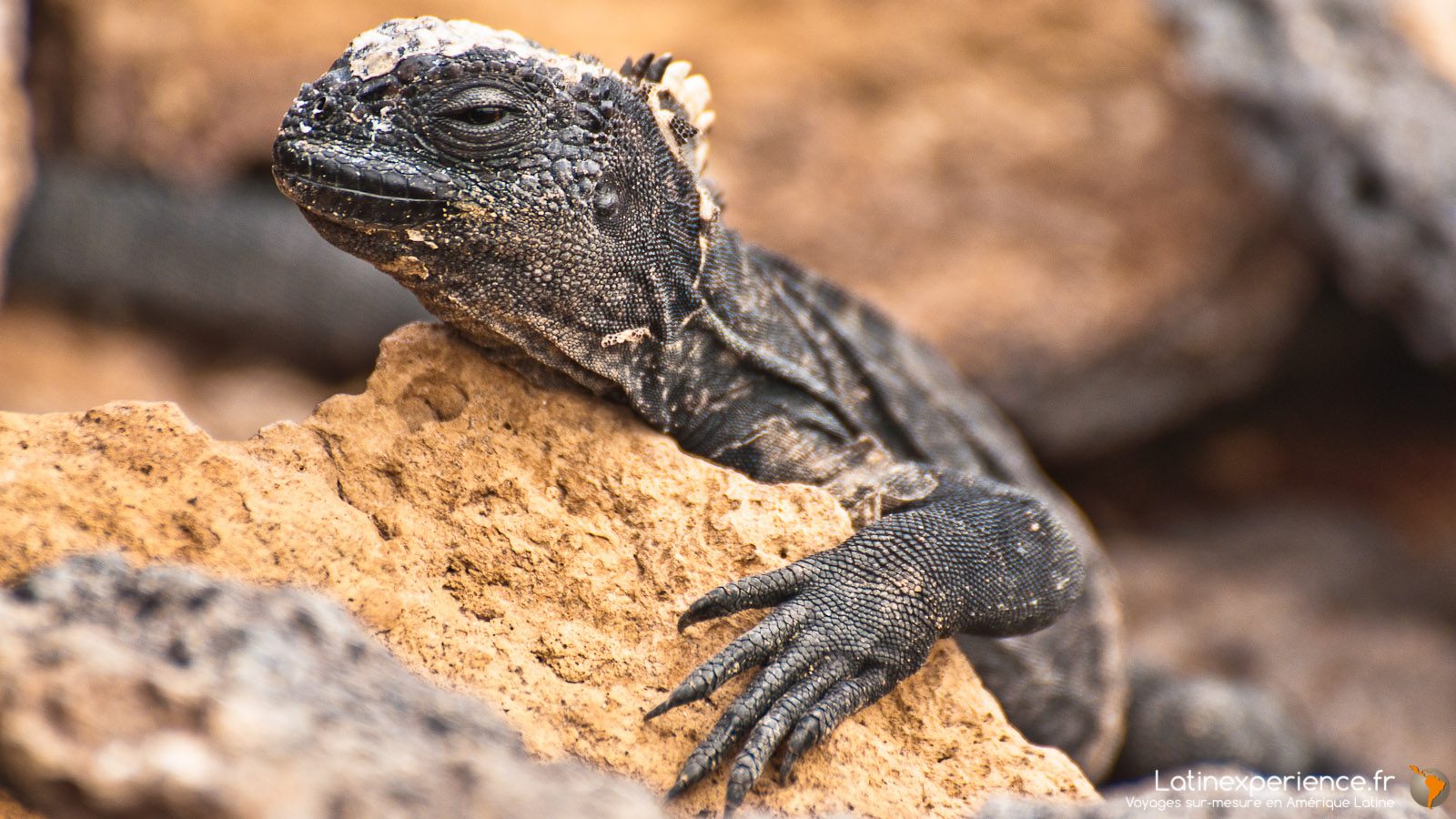 Galapagos - Bébé Iguane - Latinexperience voyages