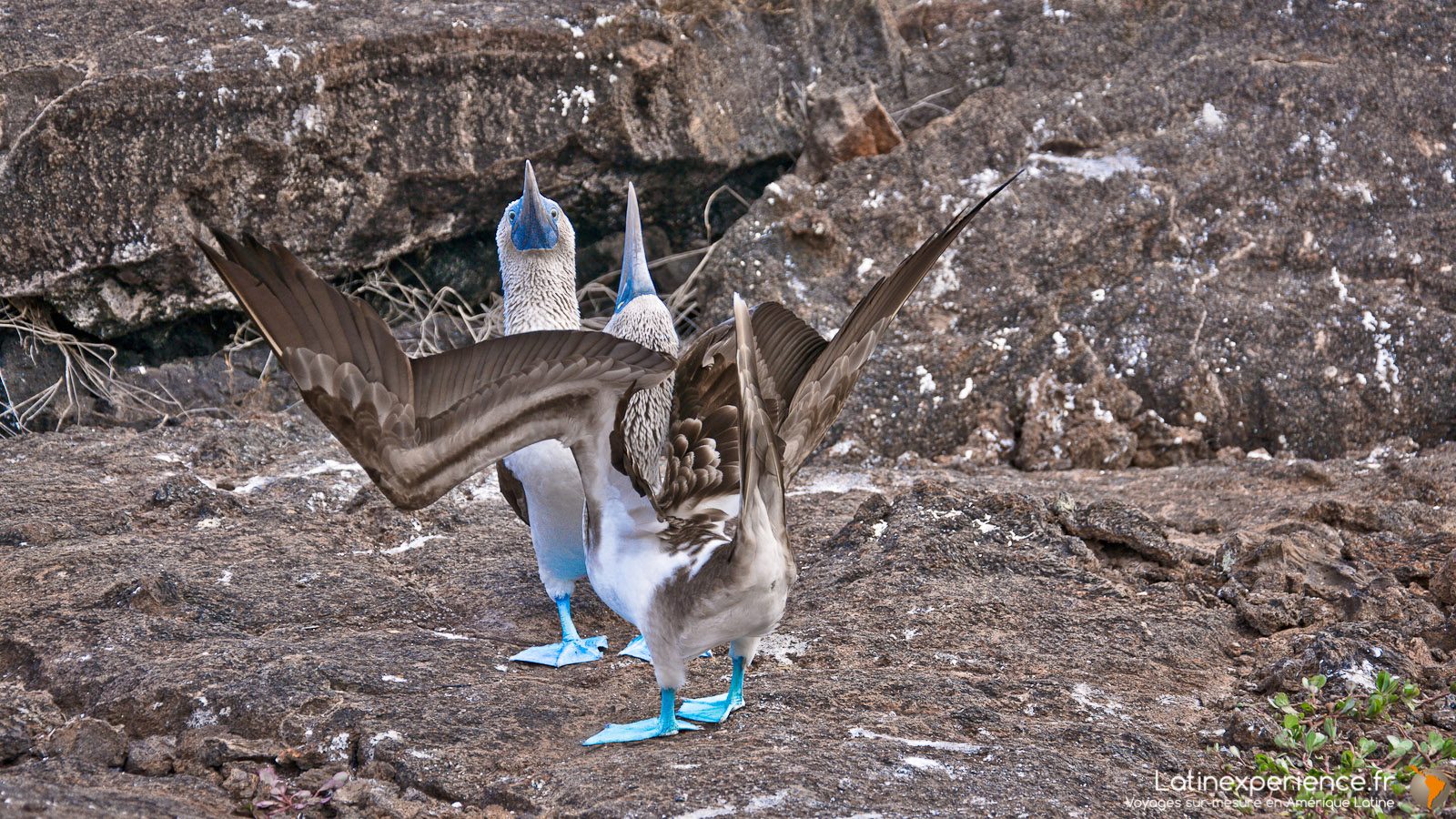 Galapagos - Los Tuneles - Latinexperience voyages