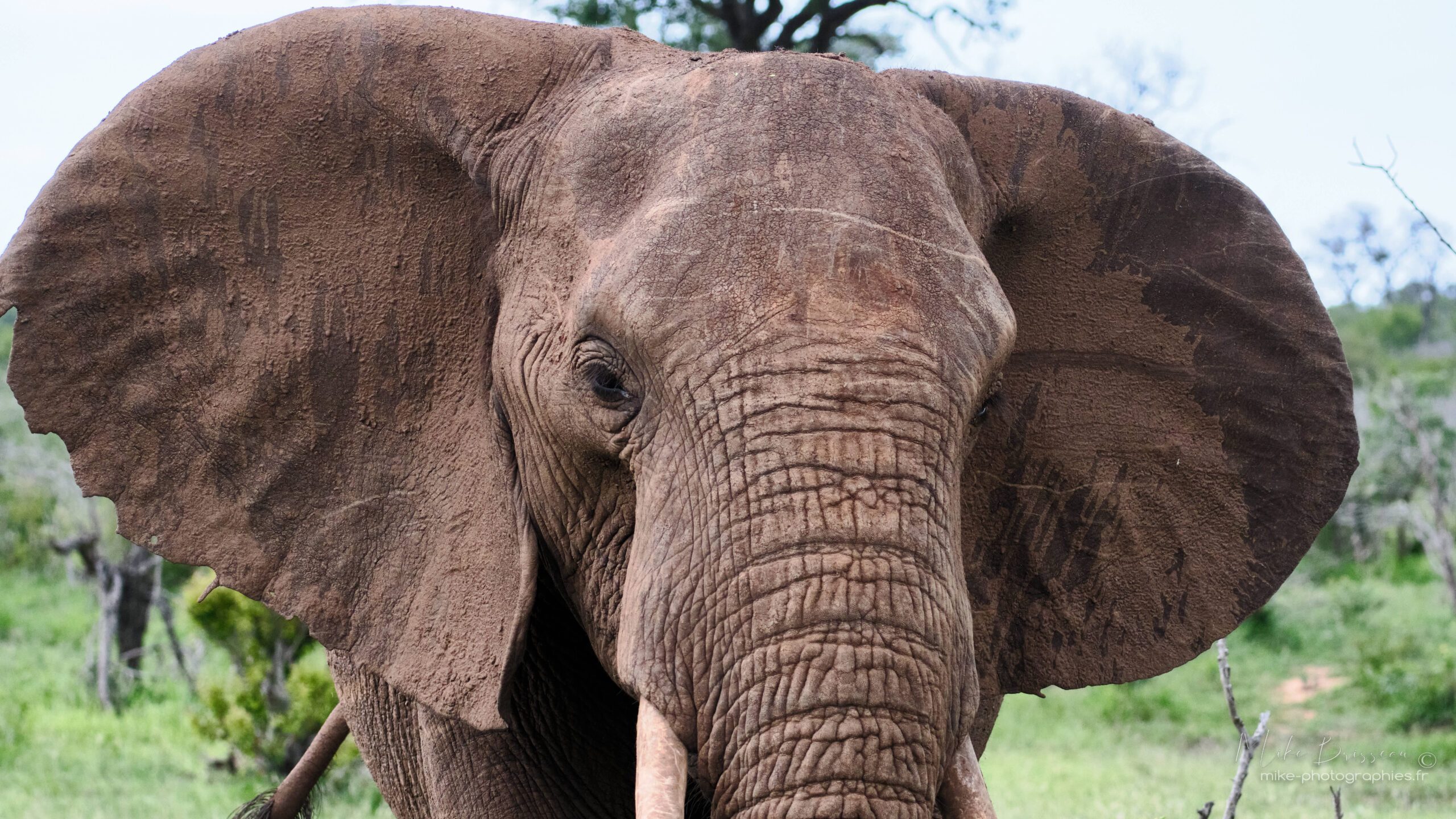 Voyage Afrique du Sud - Éléphant de face vu d'un 4X4